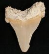 Beautiful Summerville Angustiden Tooth - #7461-1